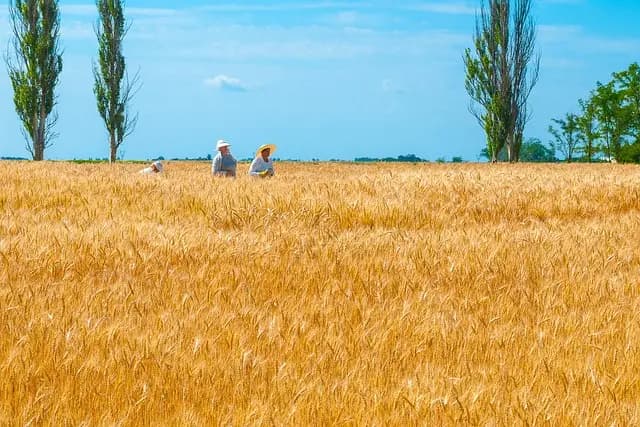 10 Astuces pour Améliorer Votre Sélection de Viandes